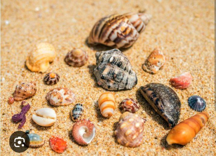 Kalimetiya Beach Cabana Hungama Ngoại thất bức ảnh